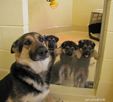 23 Heartwarming Photos of Exhausted Animal Moms That Will Make You Smile