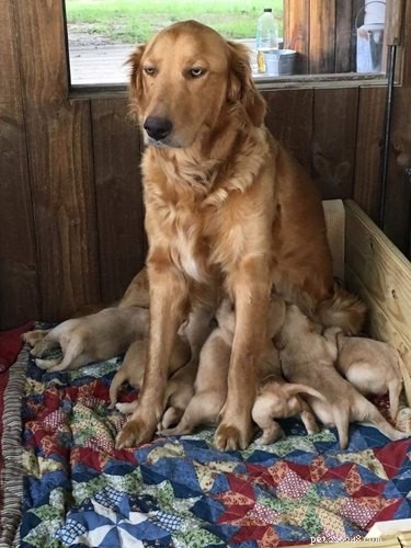 23 Heartwarming Photos of Exhausted Animal Moms That Will Make You Smile