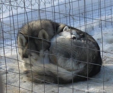 23 Heartwarming Photos of Exhausted Animal Moms That Will Make You Smile