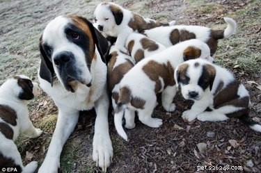 23 Heartwarming Photos of Exhausted Animal Moms That Will Make You Smile