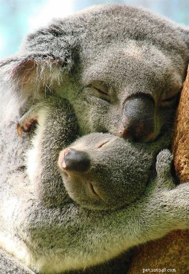 23 Heartwarming Photos of Exhausted Animal Moms That Will Make You Smile