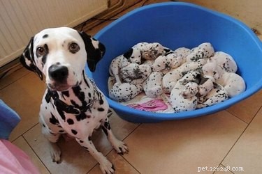 23 Heartwarming Photos of Exhausted Animal Moms That Will Make You Smile
