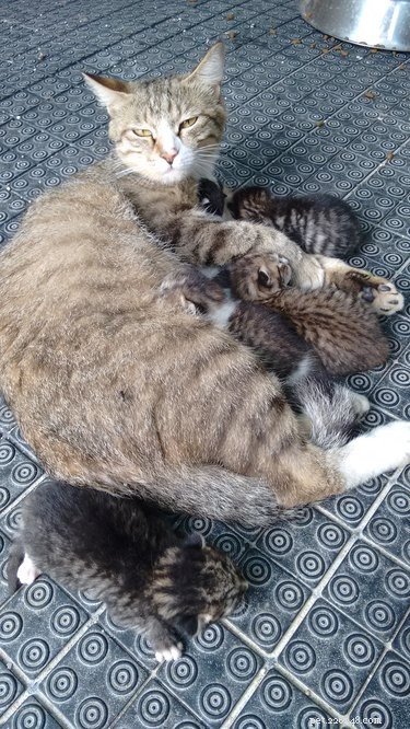23 Heartwarming Photos of Exhausted Animal Moms That Will Make You Smile