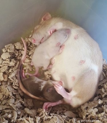 23 Heartwarming Photos of Exhausted Animal Moms That Will Make You Smile