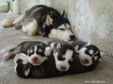 23 Heartwarming Photos of Exhausted Animal Moms That Will Make You Smile