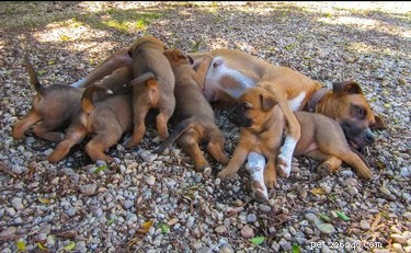 23 Heartwarming Photos of Exhausted Animal Moms That Will Make You Smile