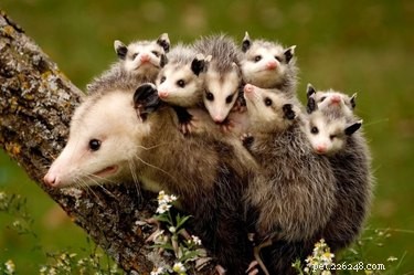 23 Heartwarming Photos of Exhausted Animal Moms That Will Make You Smile