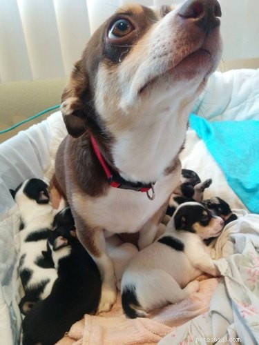 23 Heartwarming Photos of Exhausted Animal Moms That Will Make You Smile