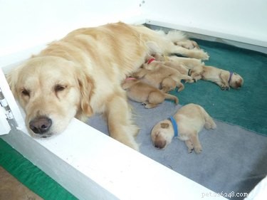 23 Heartwarming Photos of Exhausted Animal Moms That Will Make You Smile