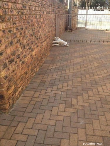 16 Hilarious Pet Photos That Will Melt Your Heart