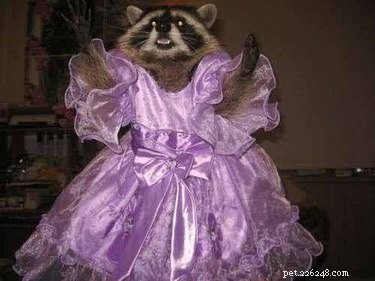 16 Hilarious Pet Photos That Will Melt Your Heart