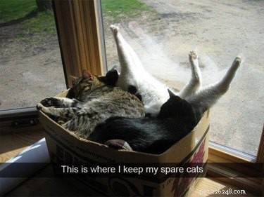 16 Hilarious Pet Photos That Will Melt Your Heart