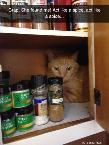 16 Hilarious Pet Photos That Will Melt Your Heart