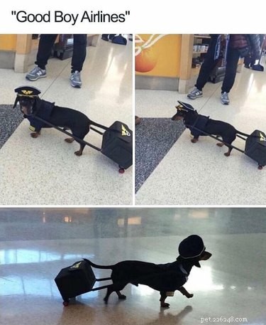16 Hilarious Pet Photos That Will Melt Your Heart