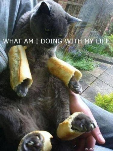 16 Hilarious Pet Photos That Will Melt Your Heart