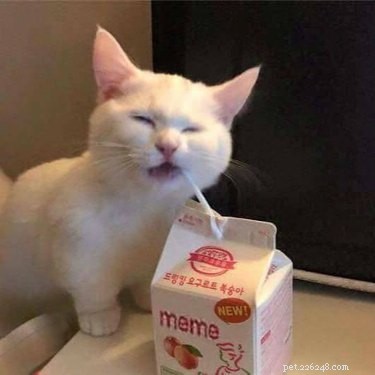 16 Hilarious Pet Photos That Will Melt Your Heart