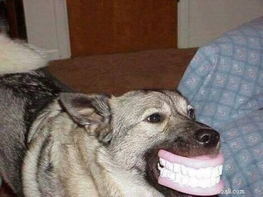 16 Hilarious Pet Photos That Will Melt Your Heart