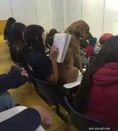 16 Hilarious Pet Photos That Will Melt Your Heart
