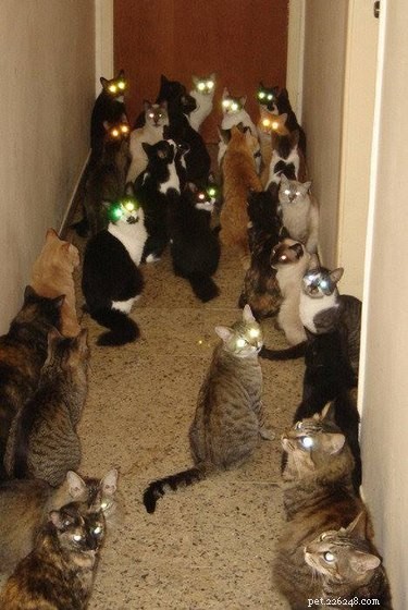 16 Hilarious Pet Photos That Will Melt Your Heart