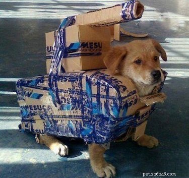 16 Hilarious Pet Photos That Will Melt Your Heart