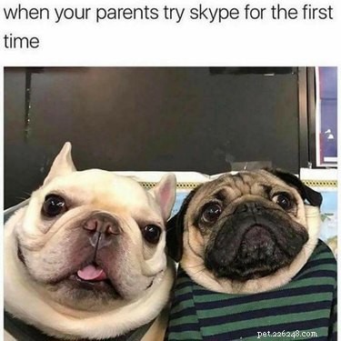 16 Hilarious Pet Photos That Will Melt Your Heart