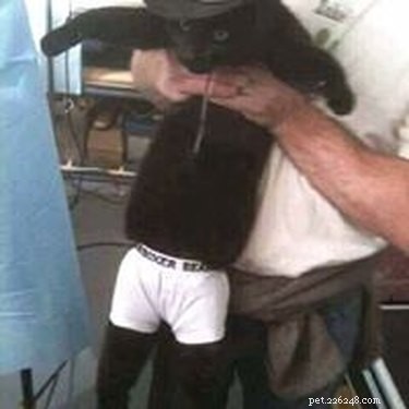 16 Hilarious Pet Photos That Will Melt Your Heart