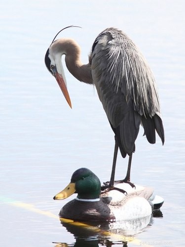 20 Adorable Animals That Sit on Other Animals