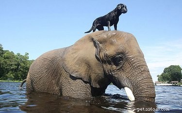 20 Adorable Animals That Sit on Other Animals