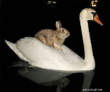 20 Adorable Animals That Sit on Other Animals