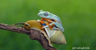 20 Adorable Animals That Sit on Other Animals