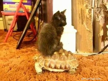 20 Adorable Animals That Sit on Other Animals
