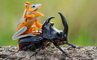 20 Adorable Animals That Sit on Other Animals