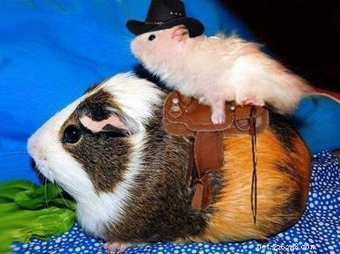 20 Adorable Animals That Sit on Other Animals