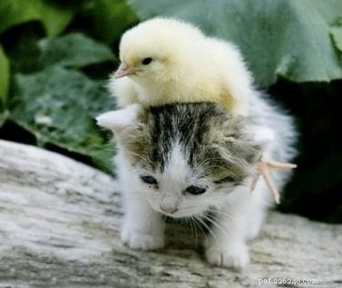 20 Adorable Animals That Sit on Other Animals