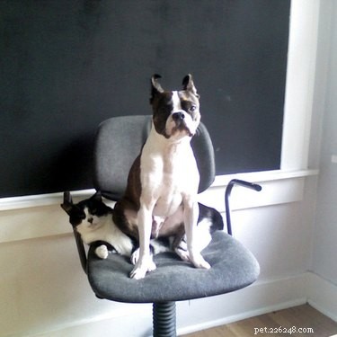 20 Adorable Animals That Sit on Other Animals