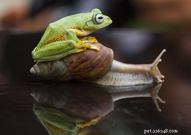 20 Adorable Animals That Sit on Other Animals