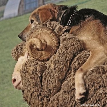 20 Adorable Animals That Sit on Other Animals