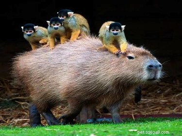20 Adorable Animals That Sit on Other Animals