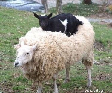 20 Adorable Animals That Sit on Other Animals
