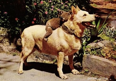 20 Adorable Animals That Sit on Other Animals
