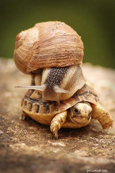 20 Adorable Animals That Sit on Other Animals