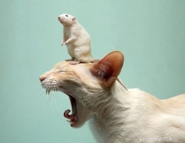 20 Adorable Animals That Sit on Other Animals