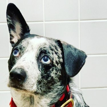 16 Pets Who Are Disappointed With You (And What to Do About It)