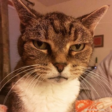 16 Pets Who Are Disappointed With You (And What to Do About It)