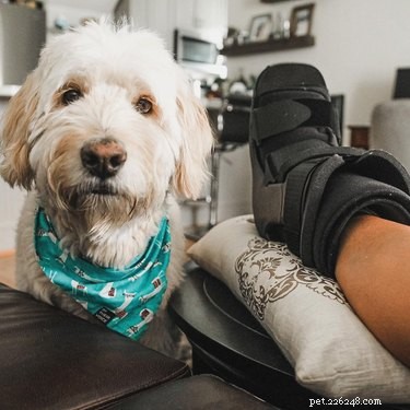 16 Pets Who Are Disappointed With You (And What to Do About It)