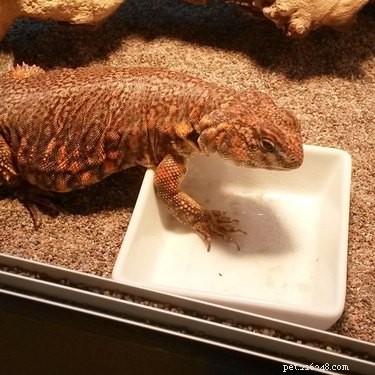 16 Pets Who Are Disappointed With You (And What to Do About It)