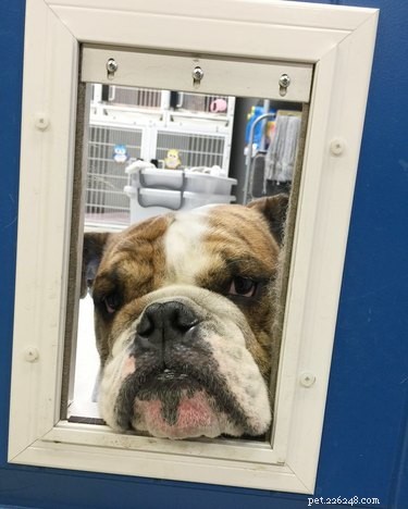 16 Pets Who Are Disappointed With You (And What to Do About It)