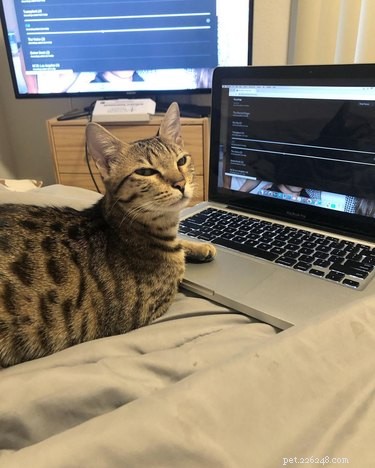 16 Pets Who Are Disappointed With You (And What to Do About It)