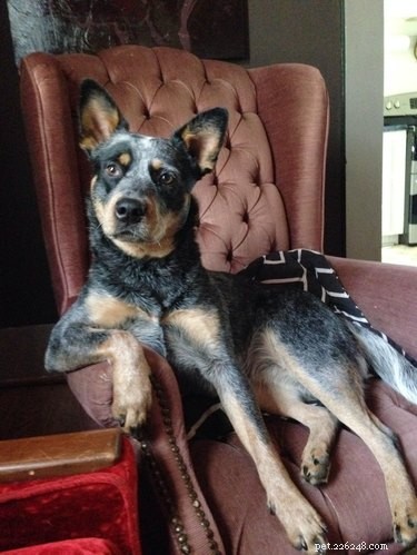 16 Pets Who Are Disappointed With You (And What to Do About It)