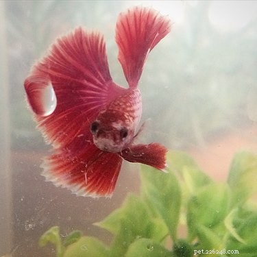 16 Pets Who Are Disappointed With You (And What to Do About It)